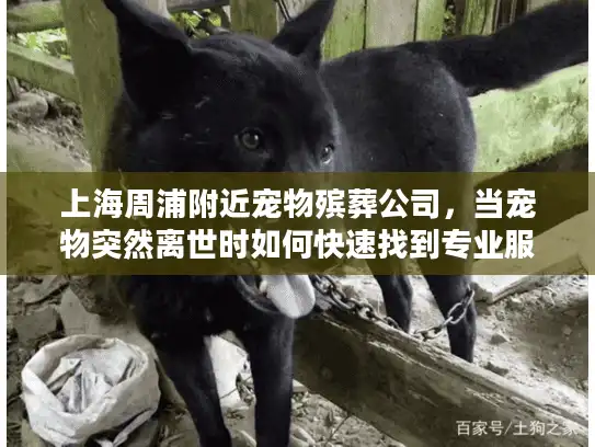 上海周浦附近宠物殡葬公司，当宠物突然离世时如何快速找到专业服务？