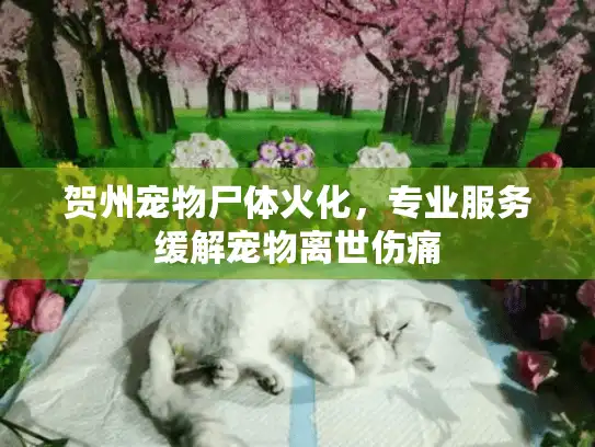 贺州宠物尸体火化，专业服务缓解宠物离世伤痛