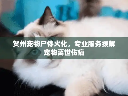 贺州宠物尸体火化，专业服务缓解宠物离世伤痛