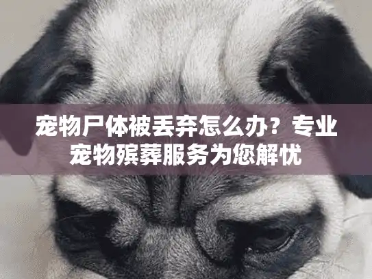 宠物尸体被丢弃怎么办？专业宠物殡葬服务为您解忧