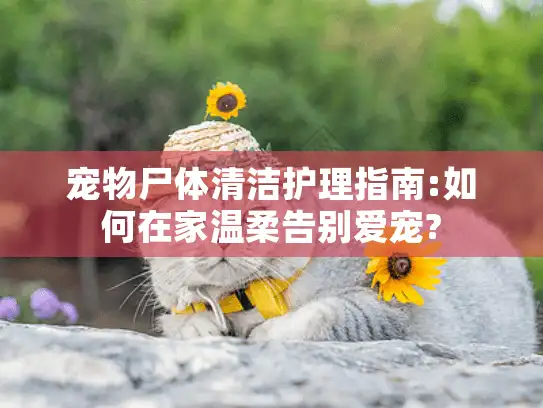 宠物尸体清洁护理指南:如何在家温柔告别爱宠?