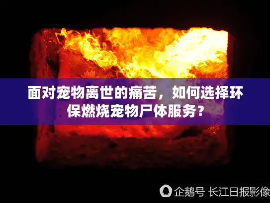 面对宠物离世的痛苦，如何选择环保燃烧宠物尸体服务？