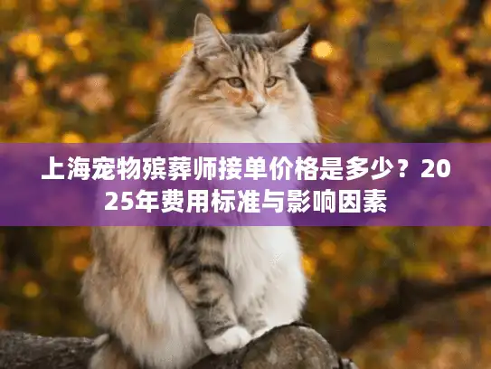 上海宠物殡葬师接单价格是多少？2025年费用标准与影响因素