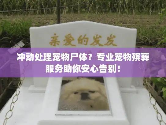 冲动处理宠物尸体？专业宠物殡葬服务助你安心告别！
