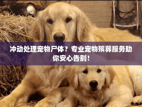 冲动处理宠物尸体？专业宠物殡葬服务助你安心告别！