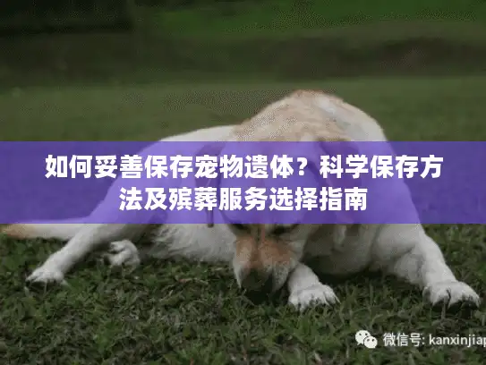 如何妥善保存宠物遗体？科学保存方法及殡葬服务选择指南