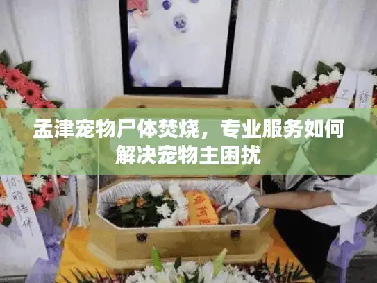 孟津宠物尸体焚烧，专业服务如何解决宠物主困扰