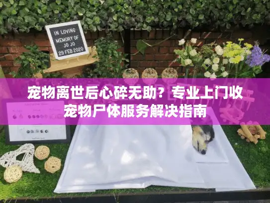 宠物离世后心碎无助？专业上门收宠物尸体服务解决指南