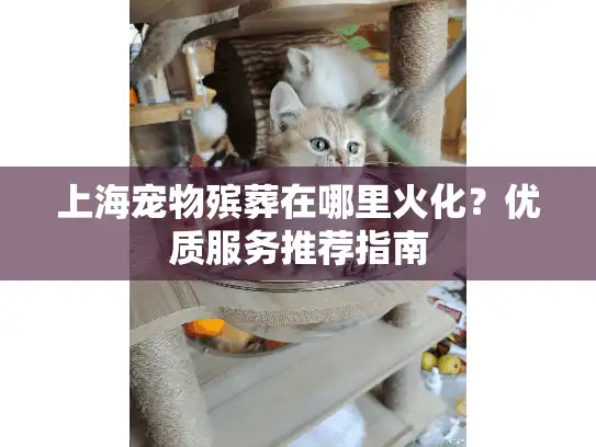 上海宠物殡葬在哪里火化？优质服务推荐指南