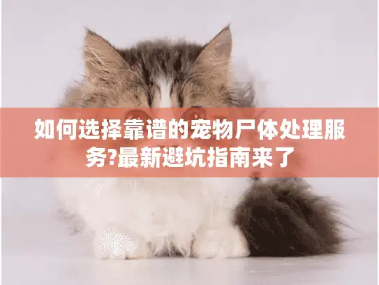 如何选择靠谱的宠物尸体处理服务?最新避坑指南来了
