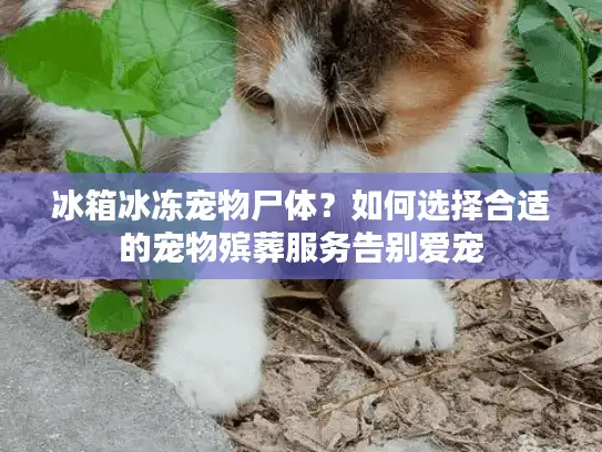 冰箱冰冻宠物尸体？如何选择合适的宠物殡葬服务告别爱宠