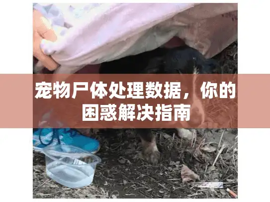 宠物尸体处理数据，你的困惑解决指南