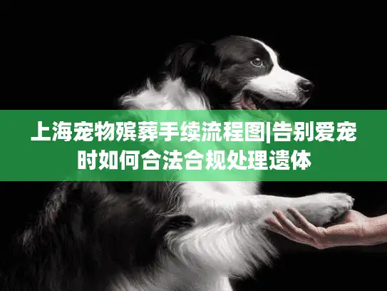 上海宠物殡葬手续流程图|告别爱宠时如何合法合规处理遗体