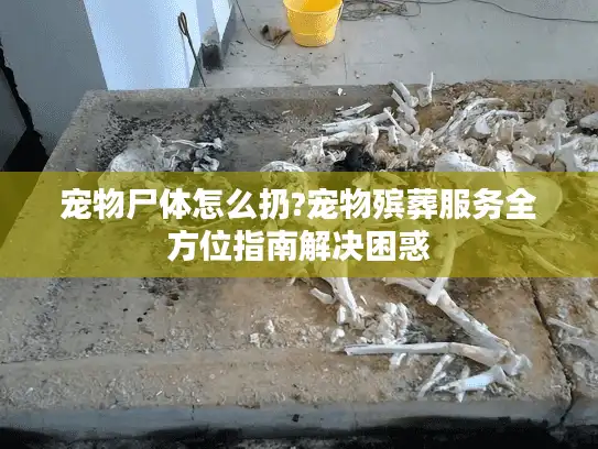宠物尸体怎么扔?宠物殡葬服务全方位指南解决困惑