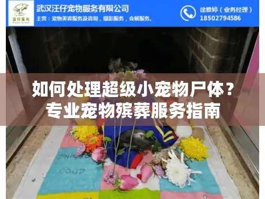 如何处理超级小宠物尸体？专业宠物殡葬服务指南