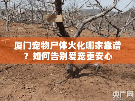 厦门宠物尸体火化哪家靠谱？如何告别爱宠更安心