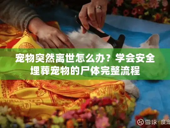 宠物突然离世怎么办？学会安全埋葬宠物的尸体完整流程