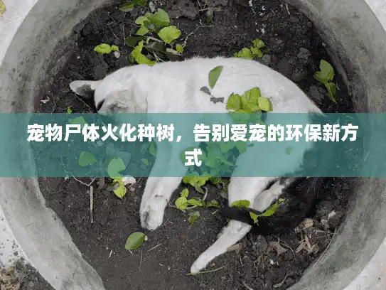 宠物尸体火化种树，告别爱宠的环保新方式