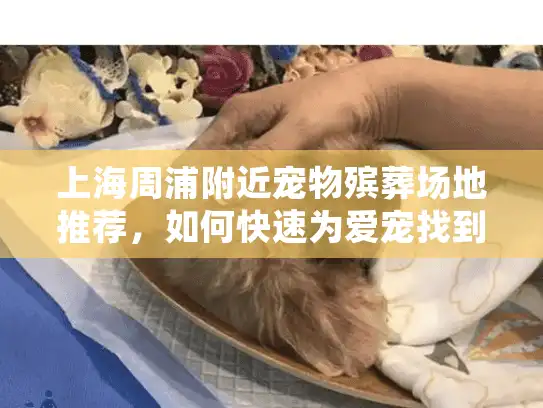 上海周浦附近宠物殡葬场地推荐，如何快速为爱宠找到专业安息处？