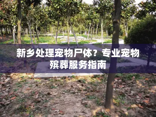 新乡处理宠物尸体？专业宠物殡葬服务指南