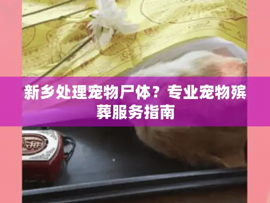 新乡处理宠物尸体？专业宠物殡葬服务指南