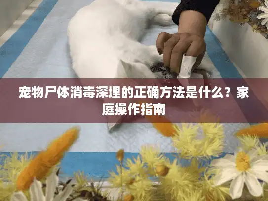 宠物尸体消毒深埋的正确方法是什么？家庭操作指南