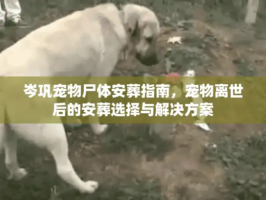 岑巩宠物尸体安葬指南，宠物离世后的安葬选择与解决方案