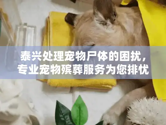 泰兴处理宠物尸体的困扰，专业宠物殡葬服务为您排忧解难