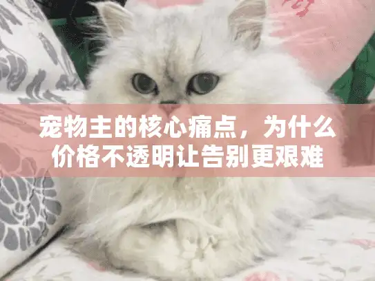 宠物主的核心痛点，为什么价格不透明让告别更艰难