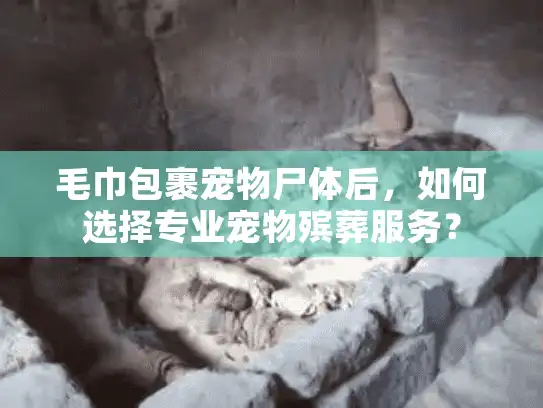 毛巾包裹宠物尸体后，如何选择专业宠物殡葬服务？