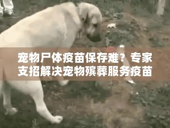 宠物尸体疫苗保存难？专家支招解决宠物殡葬服务疫苗记录管理痛点