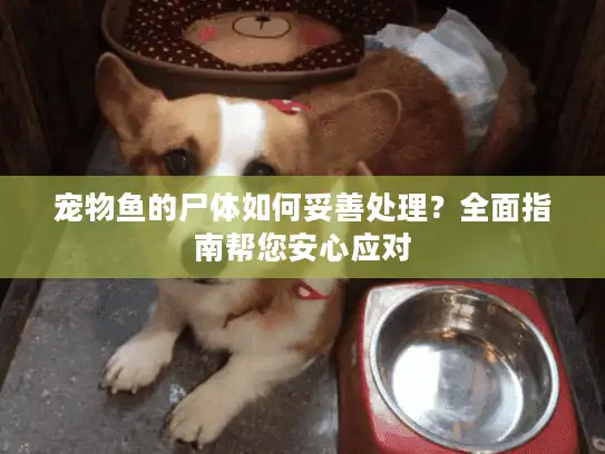 宠物鱼的尸体如何妥善处理？全面指南帮您安心应对