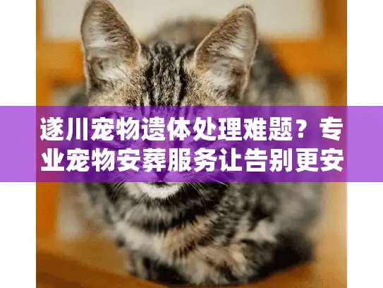 遂川宠物遗体处理难题？专业宠物安葬服务让告别更安心
