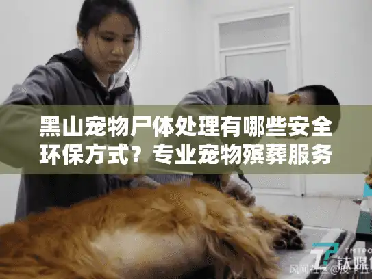 黑山宠物尸体处理有哪些安全环保方式？专业宠物殡葬服务指南