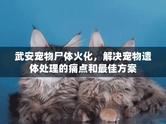 武安宠物尸体火化，解决宠物遗体处理的痛点和最佳方案