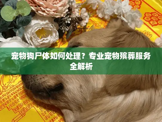 宠物狗尸体如何处理？专业宠物殡葬服务全解析