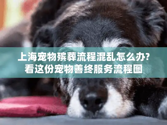 上海宠物殡葬流程混乱怎么办?看这份宠物善终服务流程图