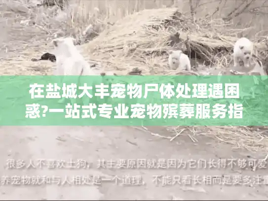 在盐城大丰宠物尸体处理遇困惑?一站式专业宠物殡葬服务指南
