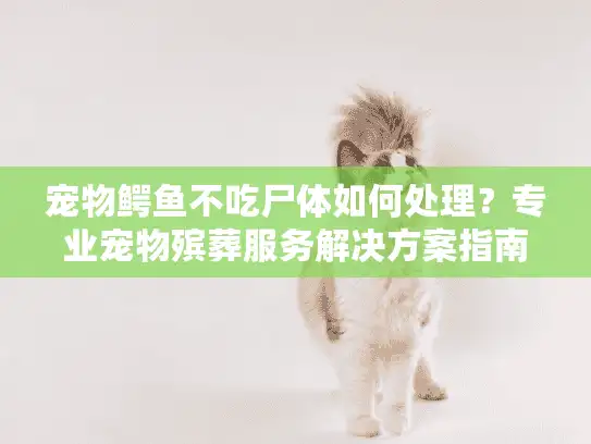 宠物鳄鱼不吃尸体如何处理？专业宠物殡葬服务解决方案指南