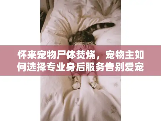 怀来宠物尸体焚烧，宠物主如何选择专业身后服务告别爱宠？