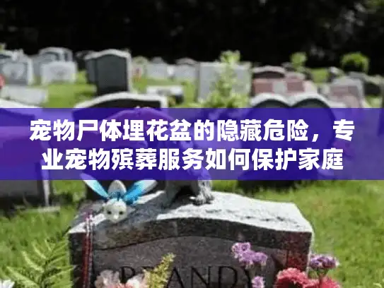 宠物尸体埋花盆的隐藏危险，专业宠物殡葬服务如何保护家庭与环境？