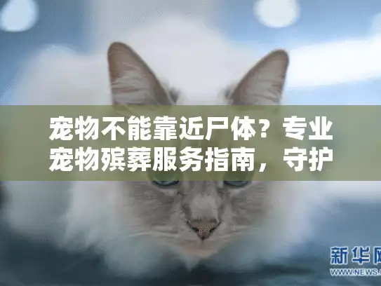 宠物不能靠近尸体？专业宠物殡葬服务指南，守护宠物最后尊严
