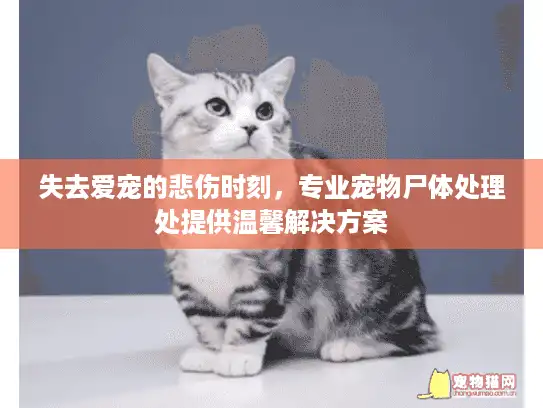失去爱宠的悲伤时刻，专业宠物尸体处理处提供温馨解决方案