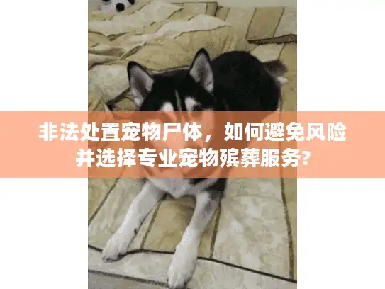 非法处置宠物尸体，如何避免风险并选择专业宠物殡葬服务?
