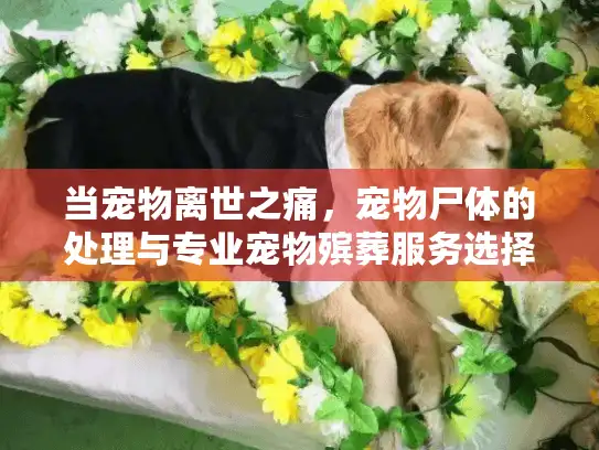 当宠物离世之痛，宠物尸体的处理与专业宠物殡葬服务选择指南