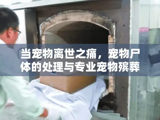 当宠物离世之痛，宠物尸体的处理与专业宠物殡葬服务选择指南
