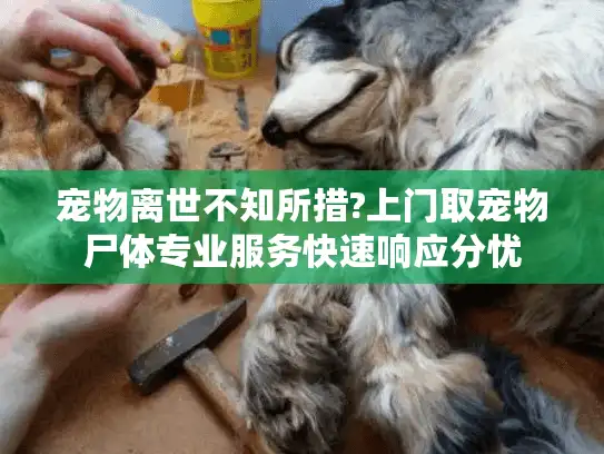 宠物离世不知所措?上门取宠物尸体专业服务快速响应分忧