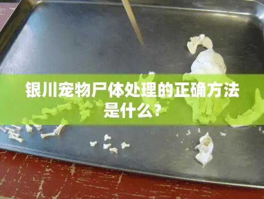 银川宠物尸体处理的正确方法是什么？