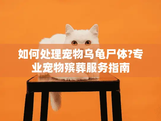 如何处理宠物乌龟尸体?专业宠物殡葬服务指南