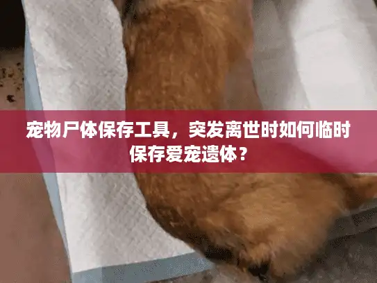 宠物尸体保存工具，突发离世时如何临时保存爱宠遗体？